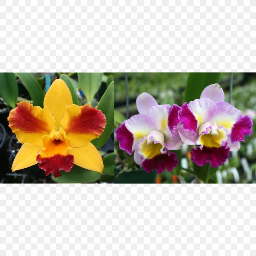 Cattleya Orchids Dendrophylax Lindenii Laboratory Flasks, PNG, 1000x1000px, Orchids, Annual Plant, Cattleya, Cattleya Orchids, Dendrobium Download Free