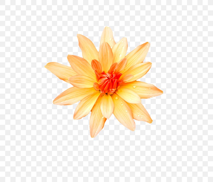 Dahlia Chrysanthemum Cut Flowers Petal, PNG, 525x700px, Dahlia, Chrysanthemum, Chrysanths, Cut Flowers, Daisy Family Download Free