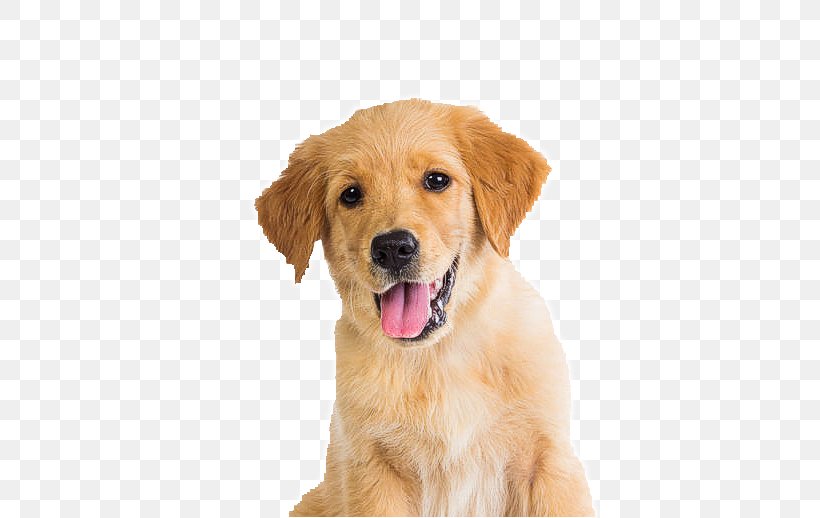 Golden Retriever Puppy Dog Breed Pet Companion Dog, PNG, 564x518px, Golden Retriever, Carnivoran, Cat, Collar, Companion Dog Download Free