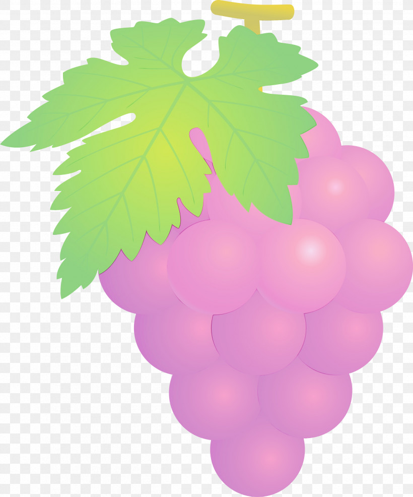 Grape Grapevine Family Seedless Fruit Leaf Vitis, PNG, 2493x3000px, Grape, Flower, Fruit, Grape Leaves, Grapes Download Free
