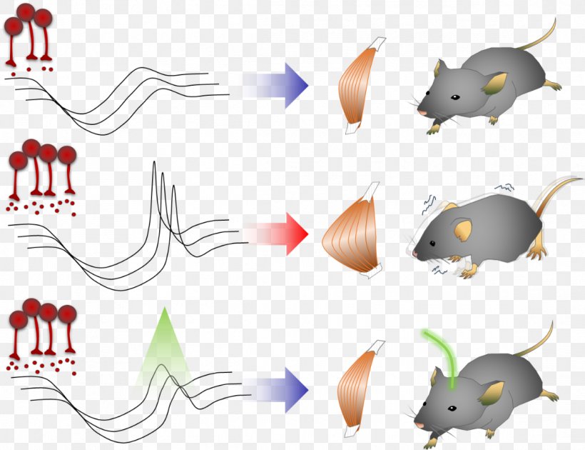 Parkinson's Disease Basal Ganglia KAIST Dystonia, PNG, 1162x893px, Basal Ganglia, Animal Figure, Artwork, Brain, Carnivoran Download Free