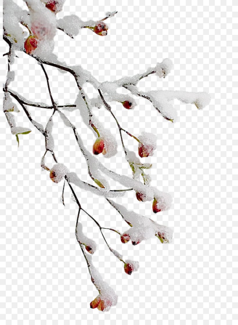 Clip Art GIF Image Branch, PNG, 800x1118px, Branch, Blossom, Christmas Day, Flower, Flowering Plant Download Free