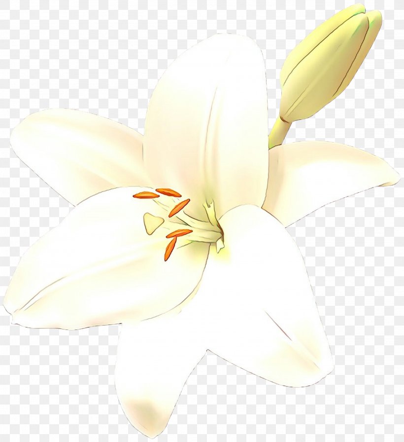 Cut Flowers Lily M, PNG, 2744x2999px, Cut Flowers, Blossom, Botany, Daylily, Flower Download Free