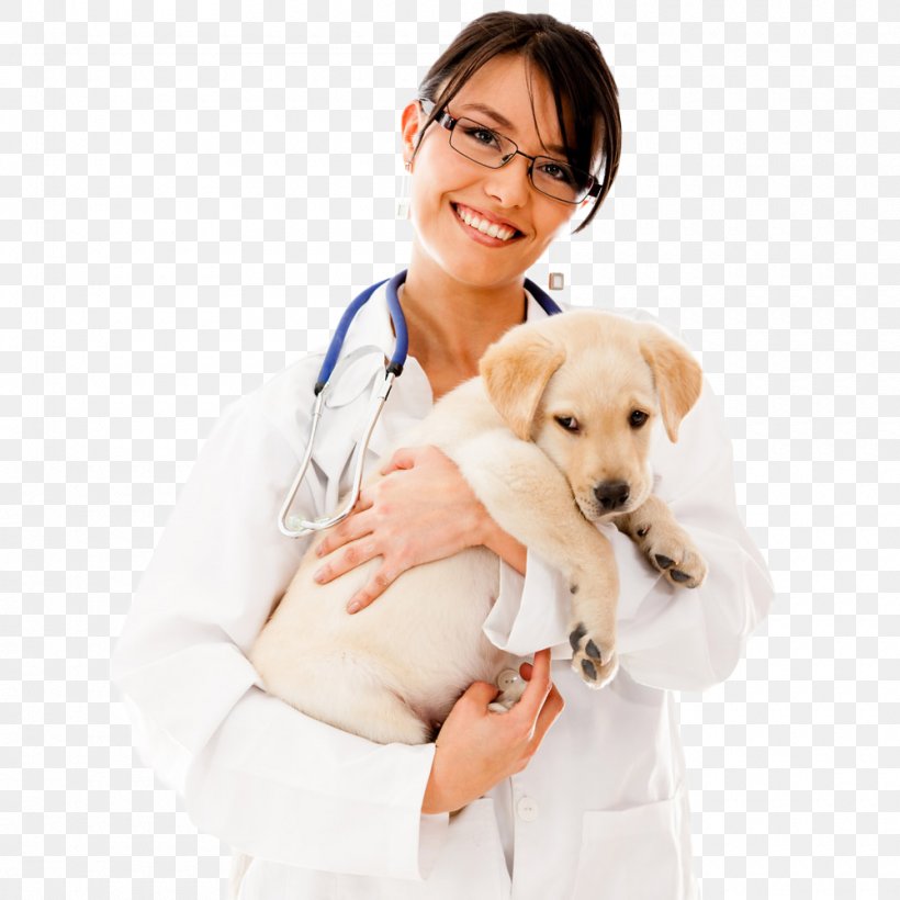 Dog Cat Pet Veterinarian Physician, PNG, 1000x1000px, Dog, Carnivoran, Cat, Clinic, Clinique Vxe9txe9rinaire Download Free
