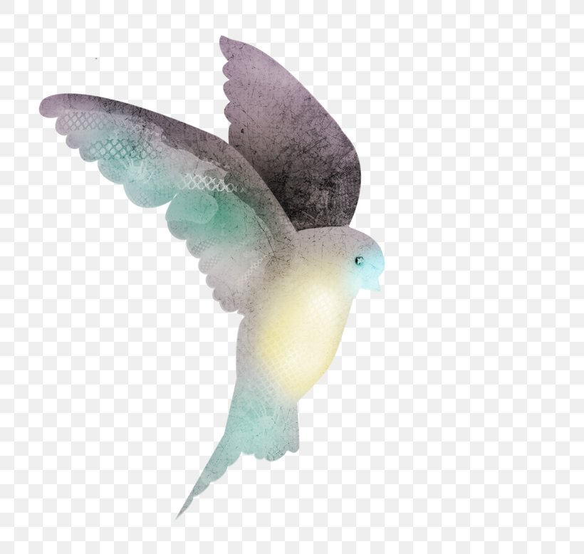Fauna Feather Parakeet Beak Pet, PNG, 800x778px, Fauna, Beak, Bird, Common Pet Parakeet, Feather Download Free