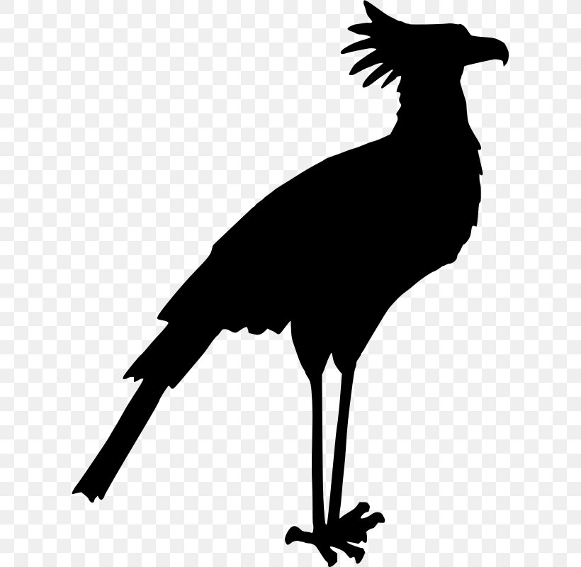 Secretarybird Clip Art, PNG, 617x800px, Bird, Beak, Bird Dog, Bird Flight, Black And White Download Free
