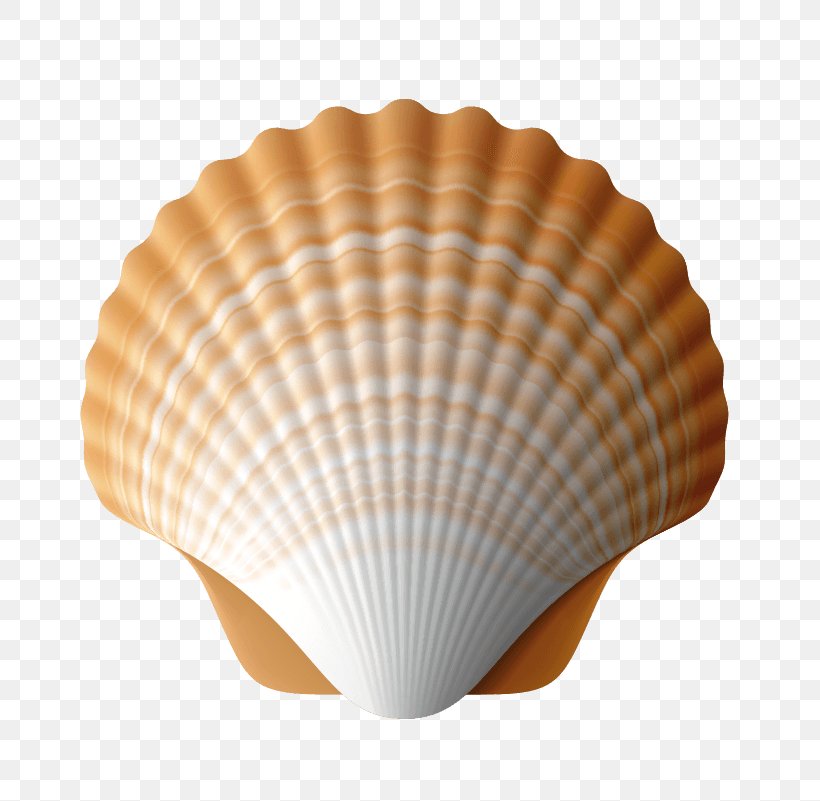 Stock Photography Camino De Santiago Sales Seashell Getty Images, PNG, 801x801px, Stock Photography, Camino De Santiago, Clam, Clams Oysters Mussels And Scallops, Cockle Download Free