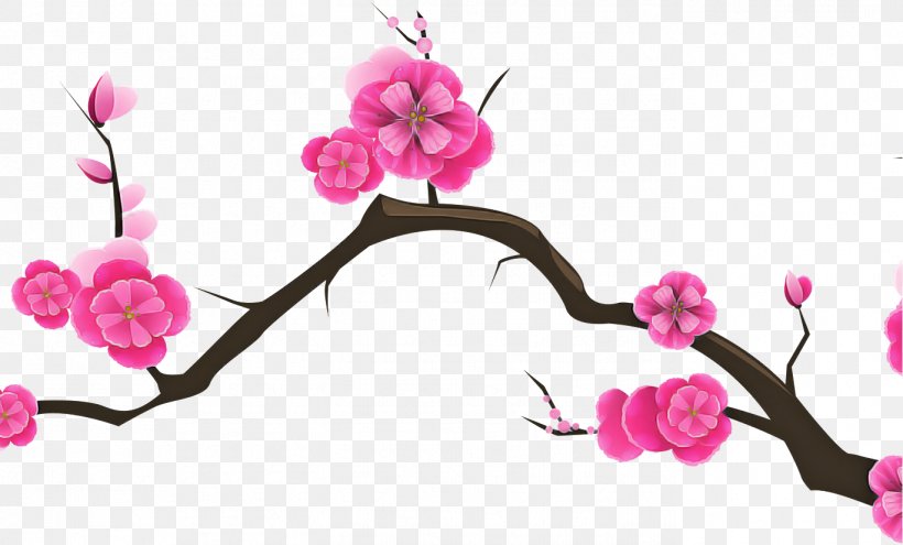 Cherry Blossom, PNG, 1369x828px, Pink, Blossom, Branch, Cherry Blossom, Cut Flowers Download Free