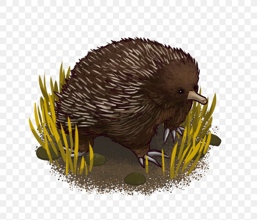 Domesticated Hedgehog Echidna Porcupine Fauna, PNG, 675x703px, Domesticated Hedgehog, Beak, Domestication, Echidna, Erinaceidae Download Free