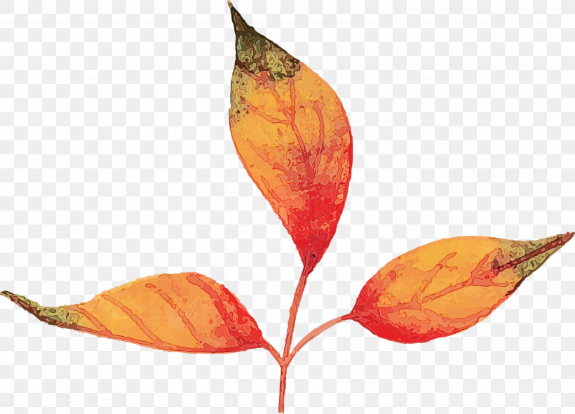 Plant Stem Leaf Petal Plants Biology, PNG, 3000x2160px, Autumn Leaf, Biology, Colorful Leaf, Leaf, Paint Download Free