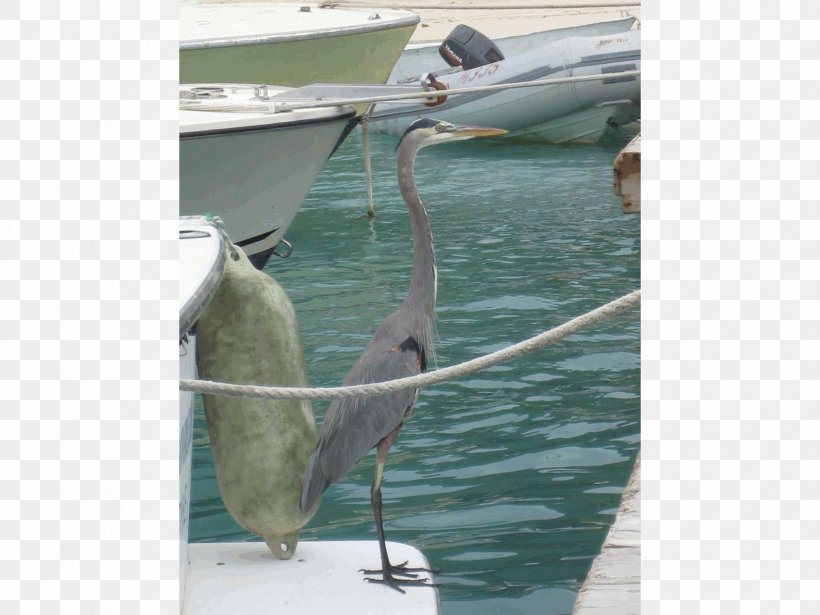 Bird Great Blue Heron Island Wilson Excursions Beak, PNG, 1706x1280px, Bird, Beak, Boat, Fauna, Great Blue Heron Download Free