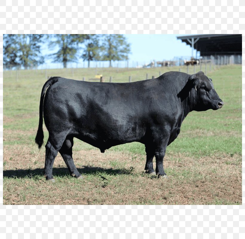 Bull Angus Cattle Brangus Brahman Cattle Horn, PNG, 800x800px, Bull, Angus Cattle, Brahman Cattle, Brangus, Breed Download Free