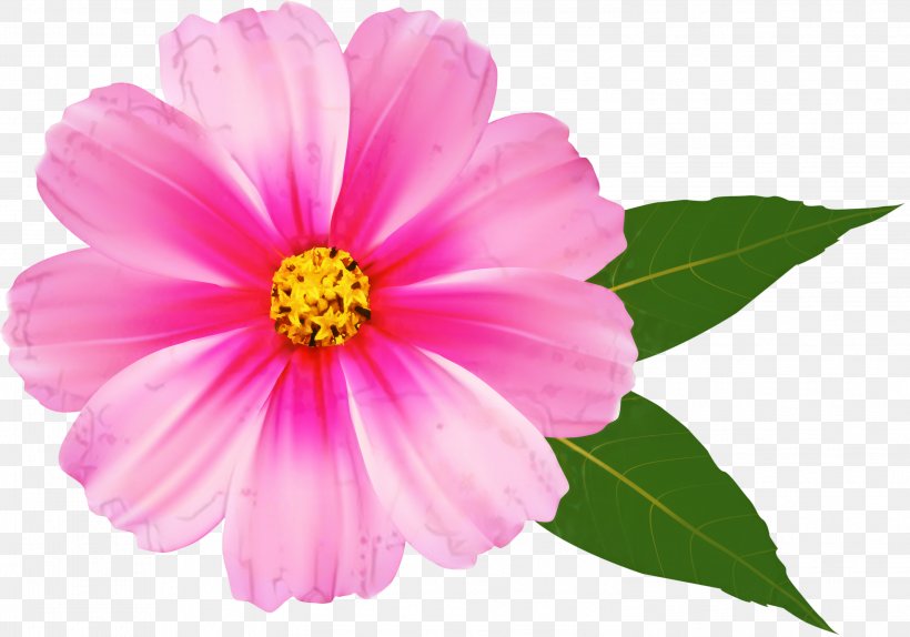 Clip Art Desktop Wallpaper Pink Flowers, PNG, 2996x2099px, Flower, Annual Plant, Blue, Botany, Cosmos Download Free