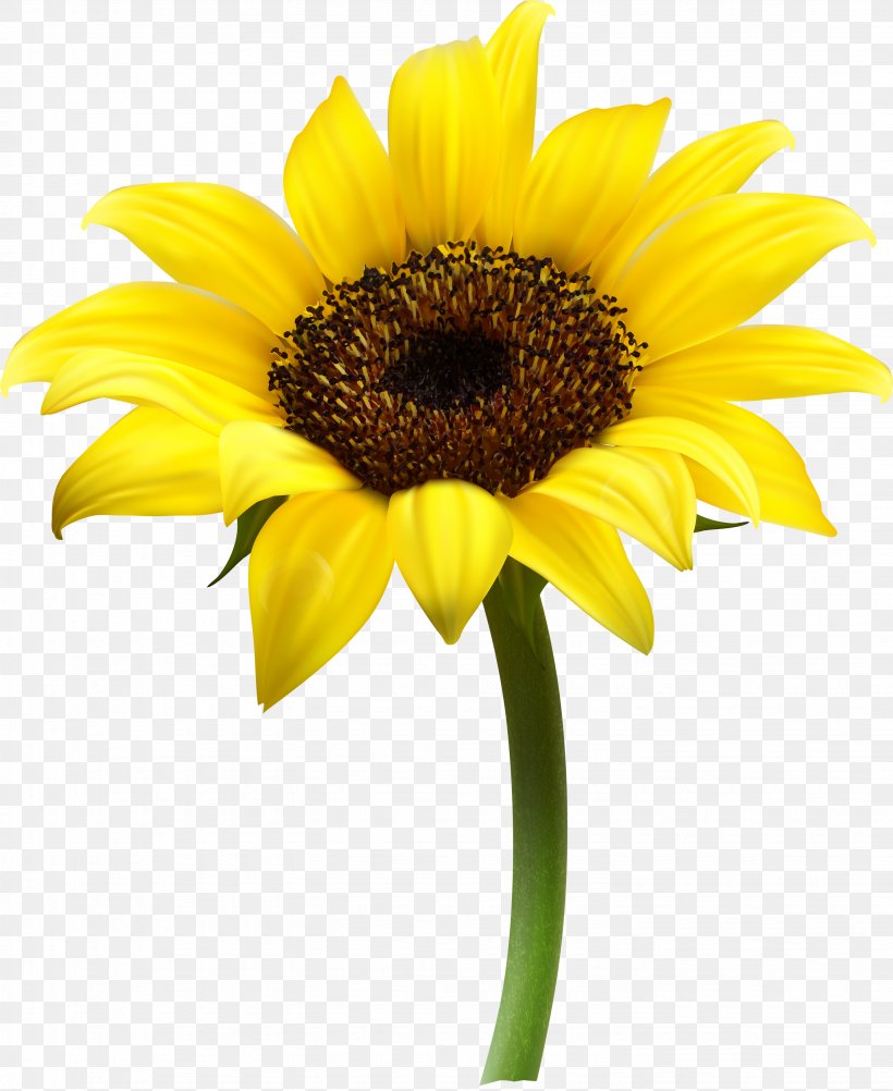 Common Sunflower Clip Art, PNG, 2875x3515px, Common Sunflower, Computer Font, Cut Flowers, Daisy Family, Flower Download Free