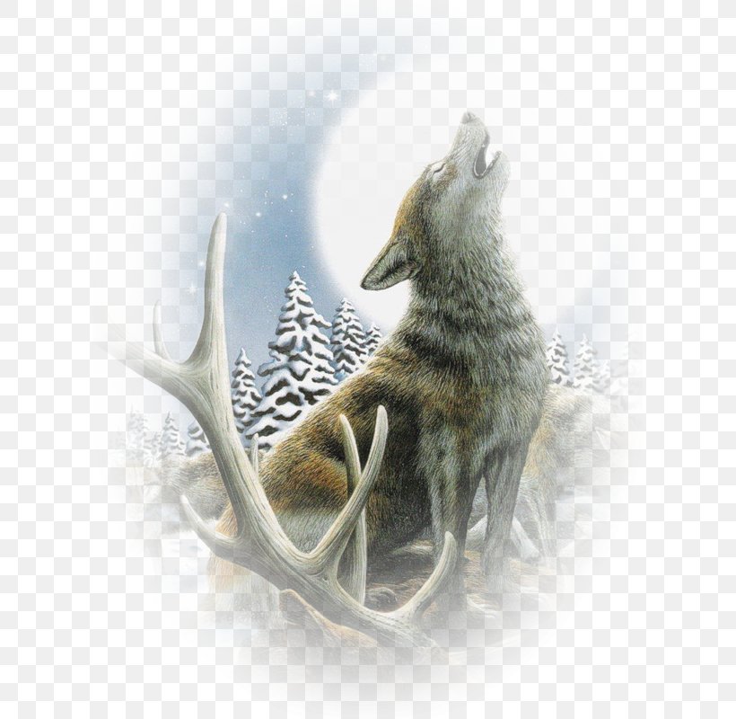 Coyote Gray Wolf Desktop Wallpaper, PNG, 613x800px, Watercolor, Cartoon, Flower, Frame, Heart Download Free