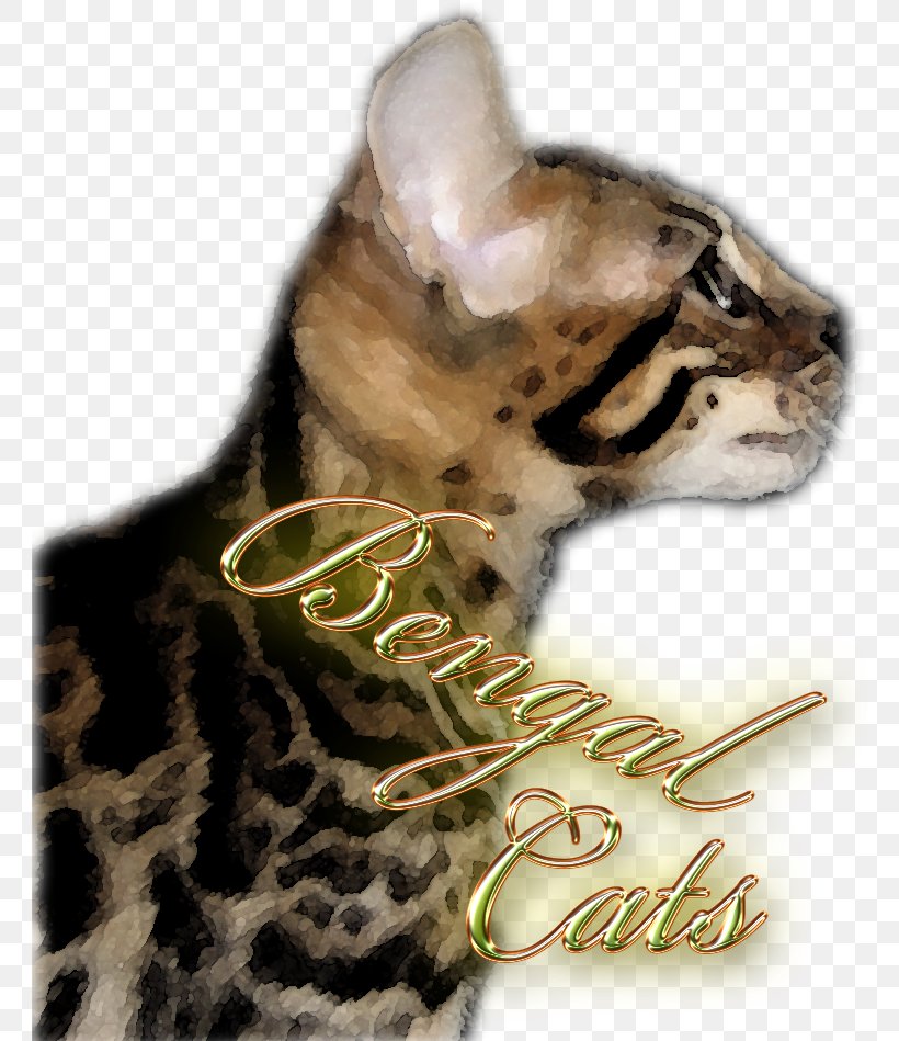 Whiskers Bengal Cat Fur Snout, PNG, 762x949px, Whiskers, Bengal, Bengal Cat, Carnivoran, Cat Download Free
