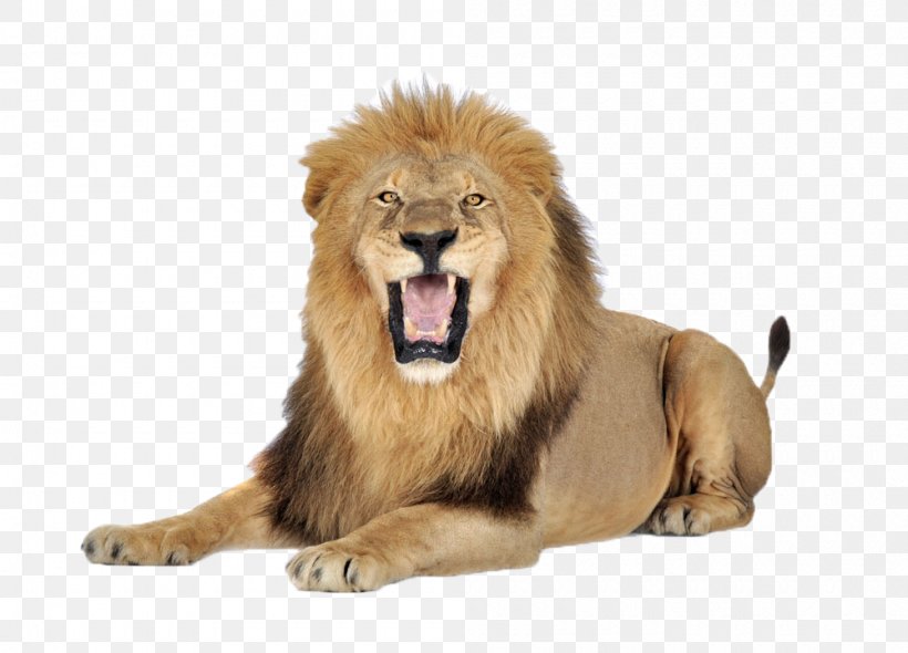 Lion Icon, PNG, 1000x720px, Lion, Big Cats, Carnivoran, Cat Like Mammal, Display Resolution Download Free