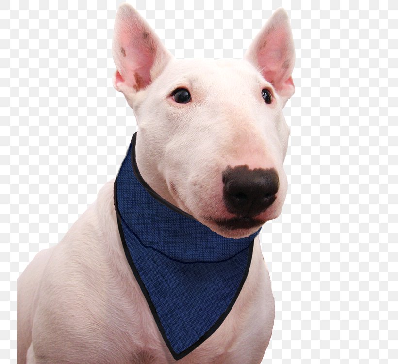 Miniature Bull Terrier Bull And Terrier Old English Terrier Dog Breed, PNG, 750x750px, Bull Terrier, Animal, Bandana, Bull And Terrier, Bull Terrier Miniature Download Free