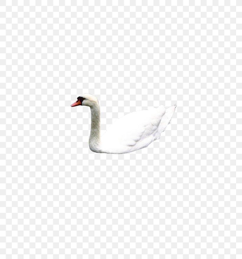 Mute Swan Flight Illustration, PNG, 778x876px, Mute Swan, Beak, Bird, Cygnini, Ducks Geese And Swans Download Free