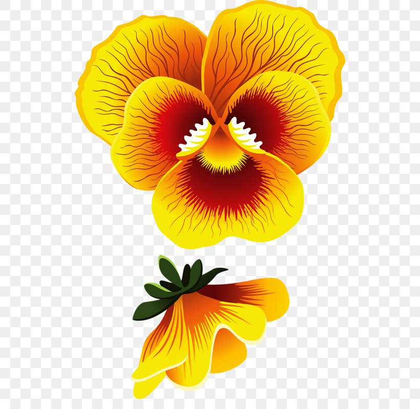 Pansy Common Hibiscus Drawing Flower Yellow, PNG, 550x800px, Pansy, Cartoon, Common Hibiscus, Cut Flowers, Drawing Download Free