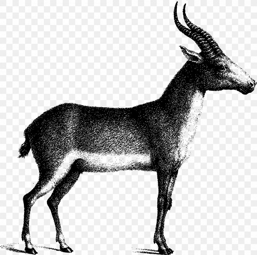 Saiga Antelope Gemsbok Deer Waterbuck, PNG, 2400x2386px, Antelope, Animal, Black And White, Caprinae, Cattle Like Mammal Download Free