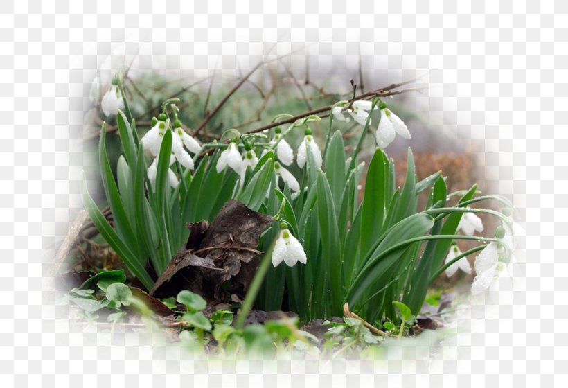 Belarus Snowdrop Photography Yandex Spring, PNG, 700x560px, 2018, Belarus, Climate, Floristry, Flower Download Free