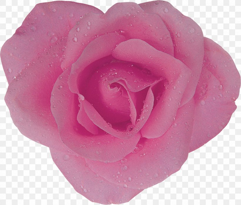Centifolia Roses Garden Roses Rosaceae Flower Floribunda, PNG, 1200x1023px, Centifolia Roses, Closeup, Cut Flowers, Floribunda, Flower Download Free