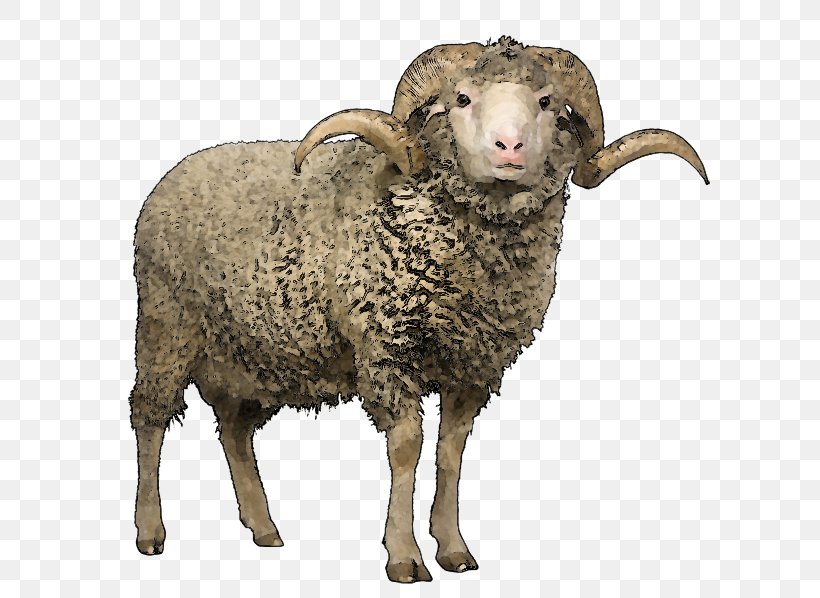 Merino Scottish Blackface Wool Stock Photography Sheep Shearing, PNG, 750x598px, Merino, Argali, Bighorn Sheep, Cow Goat Family, Fauna Download Free
