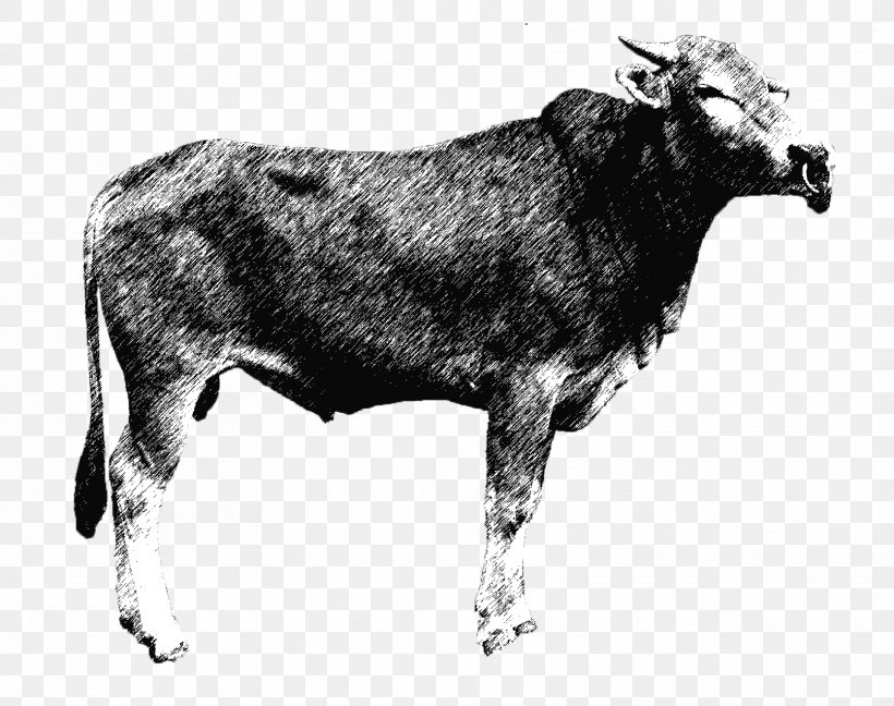 Zebu Dairy Cattle Ox Qurbani Luar, PNG, 1668x1320px, Zebu, Aqiqah, Beef, Black And White, Bull Download Free