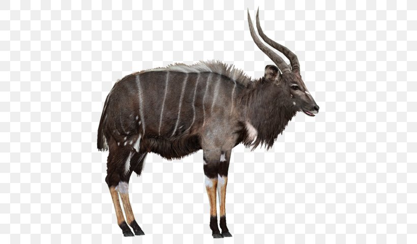 Zoo Tycoon 2 Wildebeest Antelope Nyala Wiki Png 539x480px Zoo