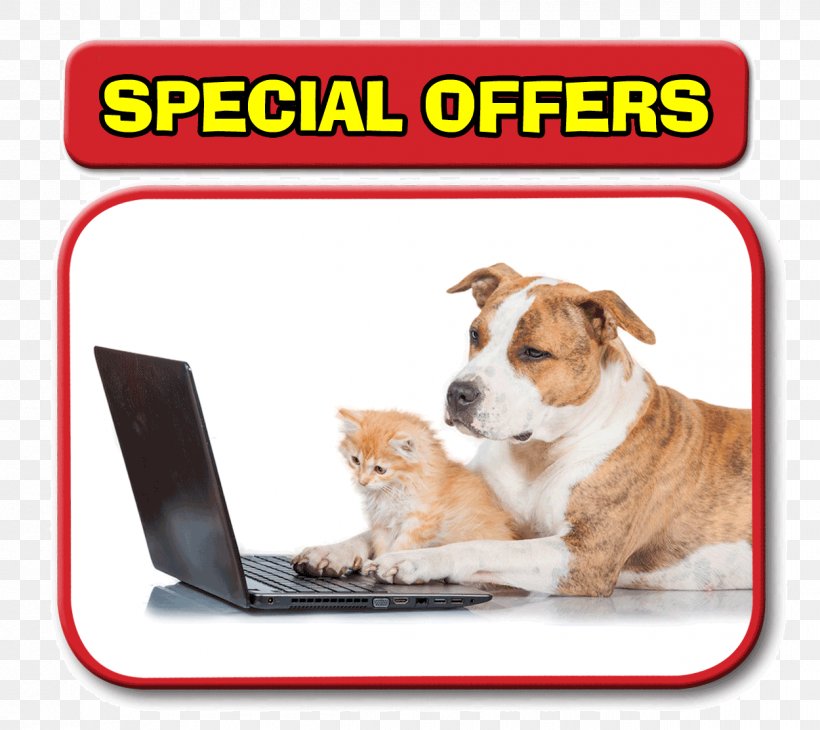 Dog Cat Horse Veterinarian Pet, PNG, 1250x1113px, Dog, Carnivoran, Cat, Companion Dog, Dog Breed Download Free