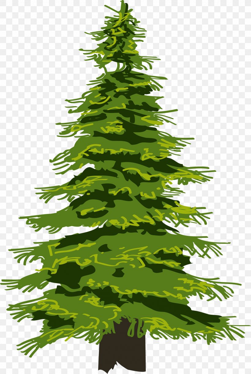 Evergreen Tree Pine Drawing Fir, PNG, 1742x2589px, Evergreen, Branch