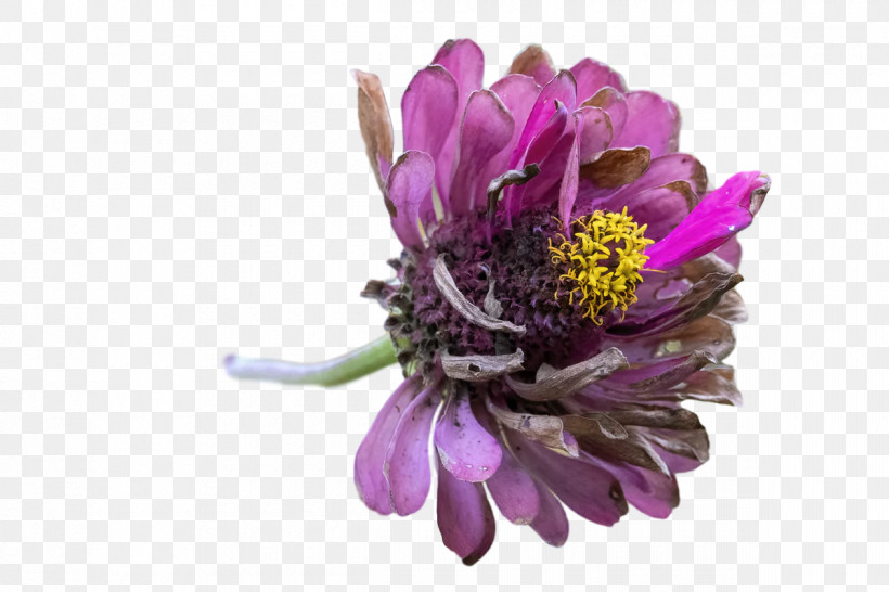 Lavender, PNG, 1200x800px, Cut Flowers, Aster, Biology, Chrysanthemum, Flower Download Free