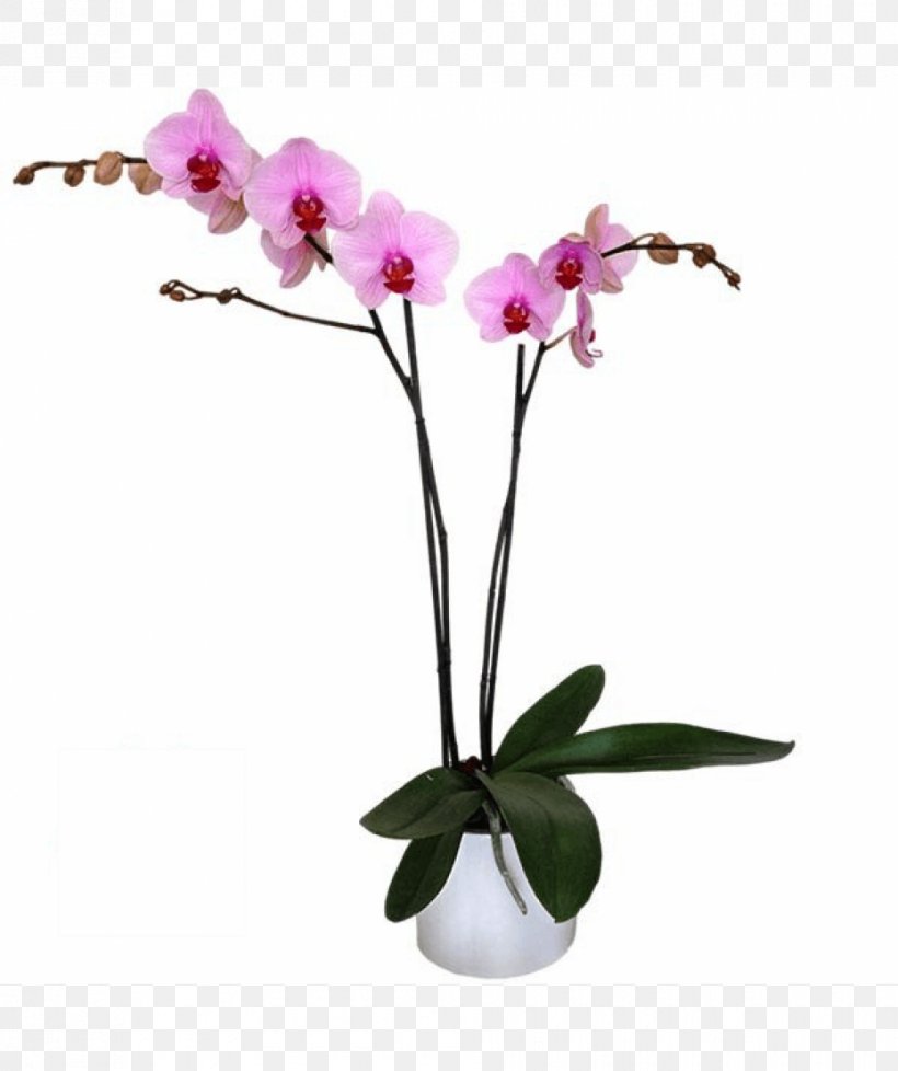 Moth Orchids Cut Flowers Pink M Flowerpot Plant Stem, PNG, 930x1110px, Moth Orchids, Branch, Cut Flowers, Flower, Flowering Plant Download Free