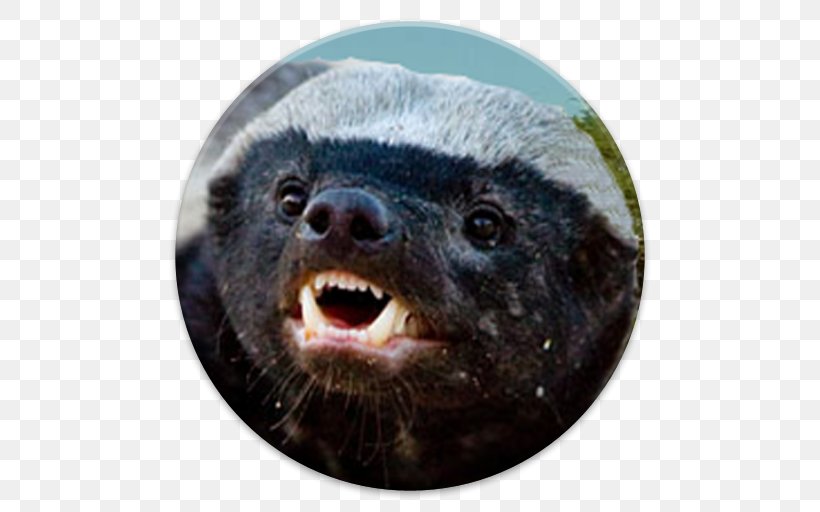 The Crazy Nastyass Honey Badger European Badger Weasels, PNG, 512x512px, Honey Badger, Animal, Badger, Carnivores, European Badger Download Free