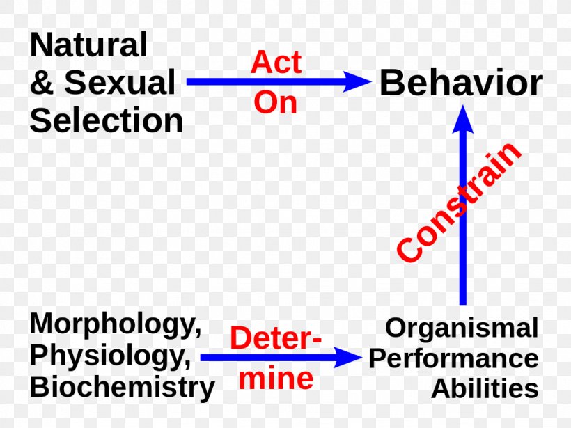 Evolutionary Physiology Cellular Physiology And Biochemistry, PNG, 1024x768px, Physiology, Anatomy, Area, Biochemistry, Blue Download Free