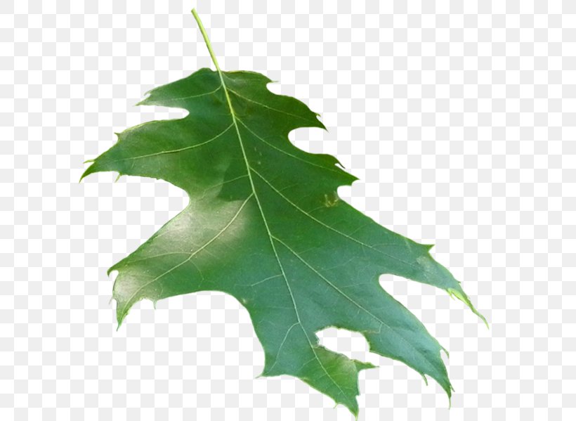 Family Plane Trees Leaf, PNG, 607x599px, Family, Leaf, Plane Tree Family, Plane Trees, Plant Download Free