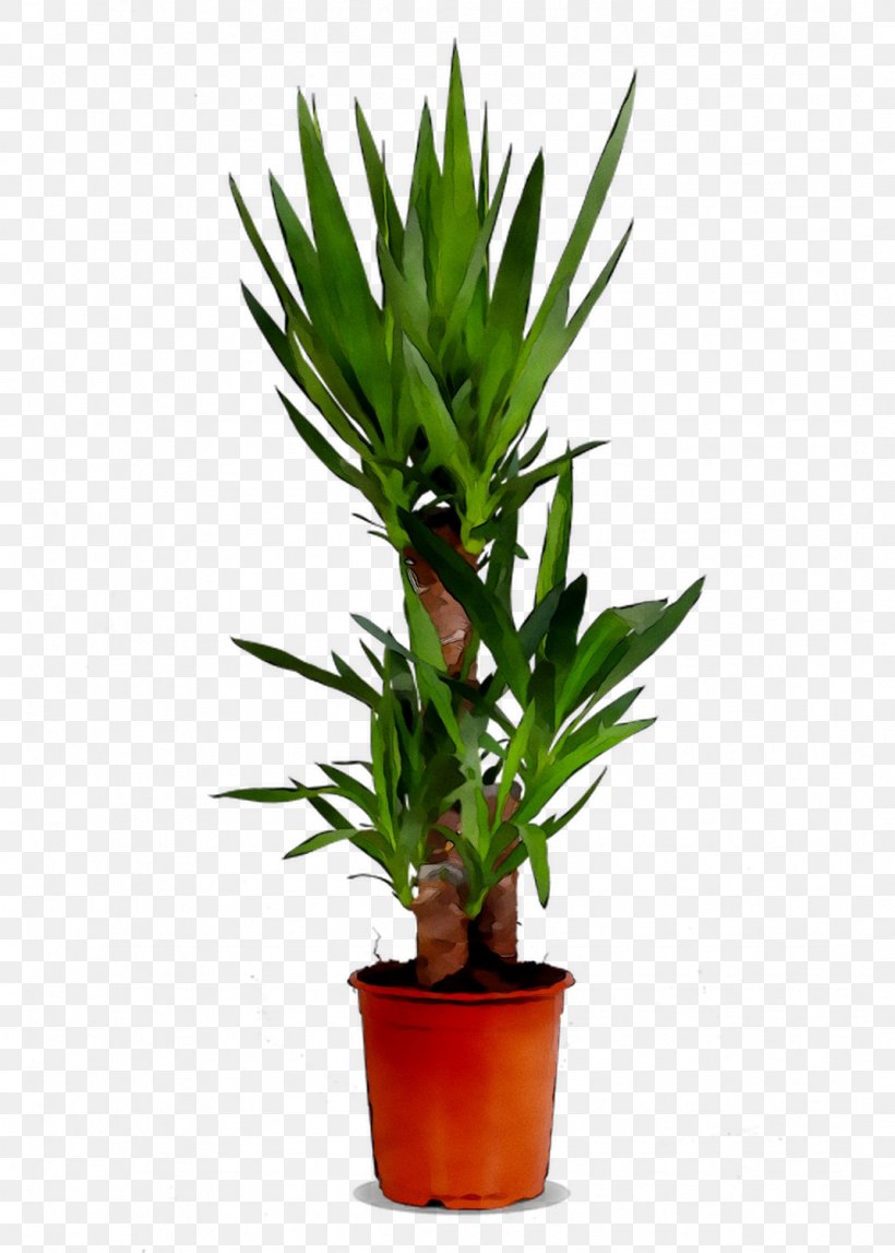 Houseplant Tree Trunk Zimmerpalme Orchids, PNG, 1071x1499px, Houseplant, Dracaena, Dracaena Fragrans, Flower, Flowering Plant Download Free