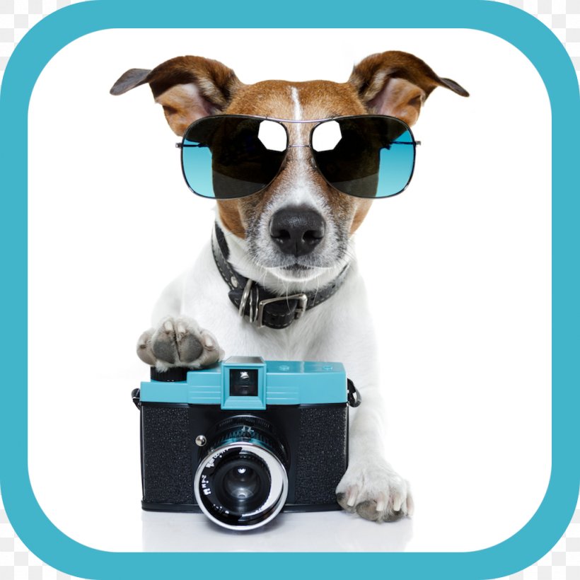 Jack Russell Terrier Pet Sitting Puppy Stock Photography, PNG, 1024x1024px, Jack Russell Terrier, Camera, Companion Dog, Dog, Dog Breed Download Free