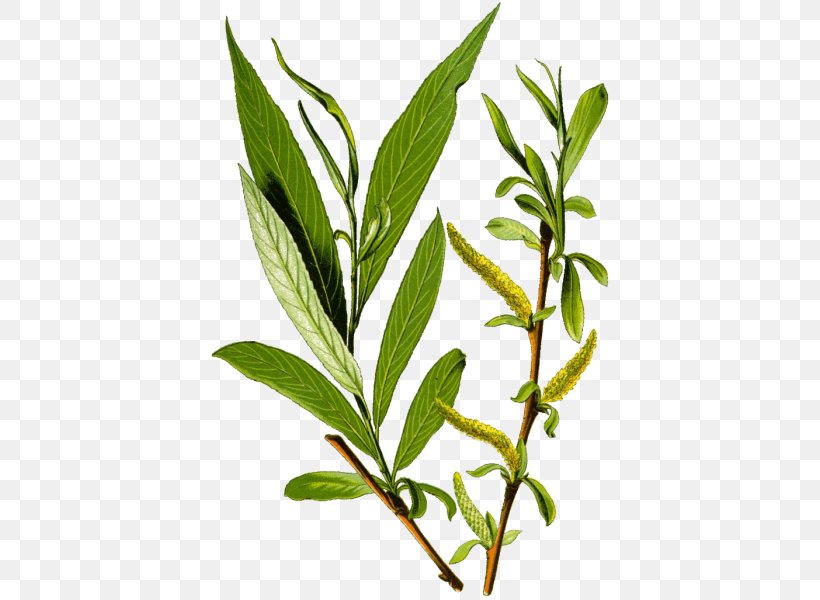 Salix Alba Bark Tree Salix Fragilis Weeping Willow, PNG, 600x600px, Salix Alba, Aspirin, Bark, Botany, Branch Download Free