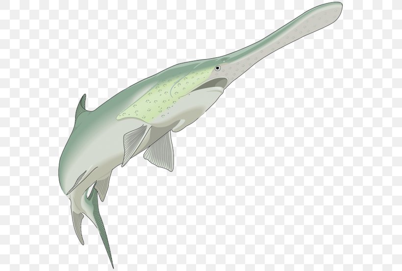 Shark Серая звездочка Drawing Clip Art, PNG, 600x554px, Shark, American Paddlefish, Drawing, Fauna, Fish Download Free