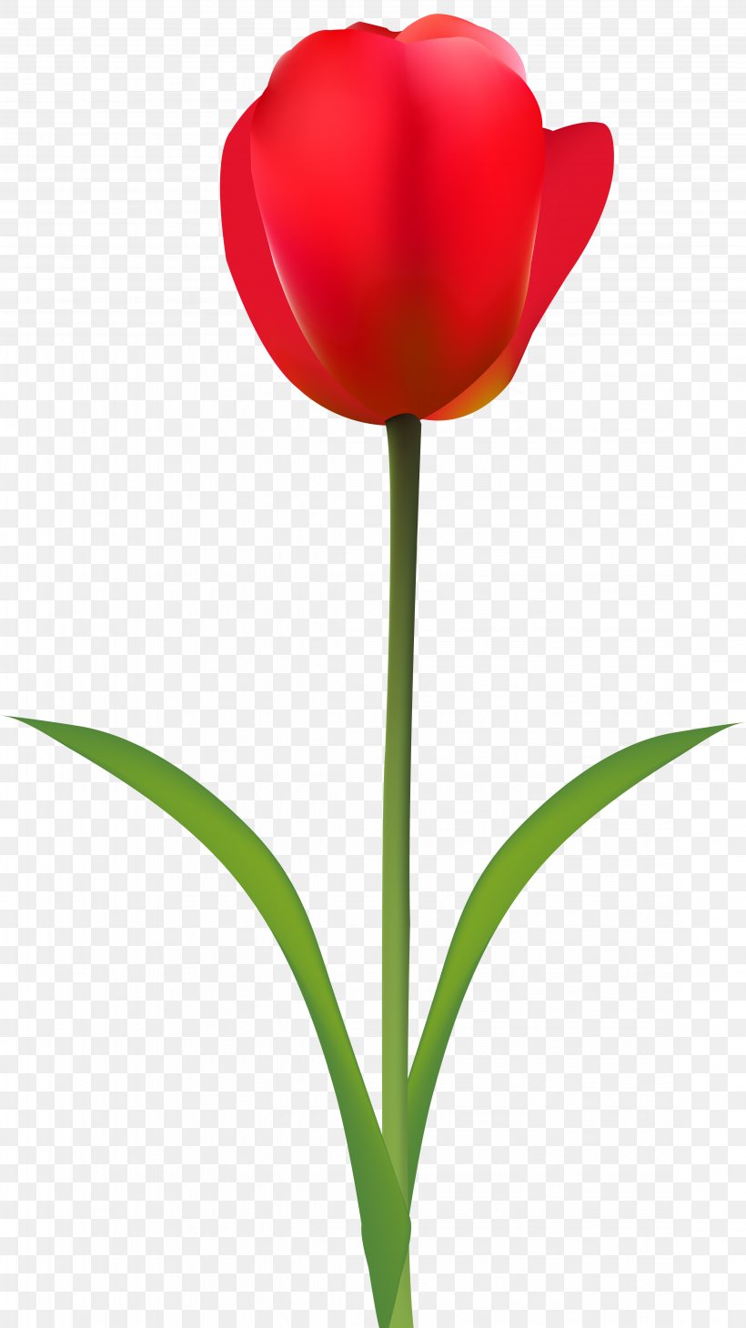Tulip Cut Flowers Red Wallpaper, PNG, 4493x8000px, Tulip, Blog, Cut Flowers, Flower, Flowering Plant Download Free