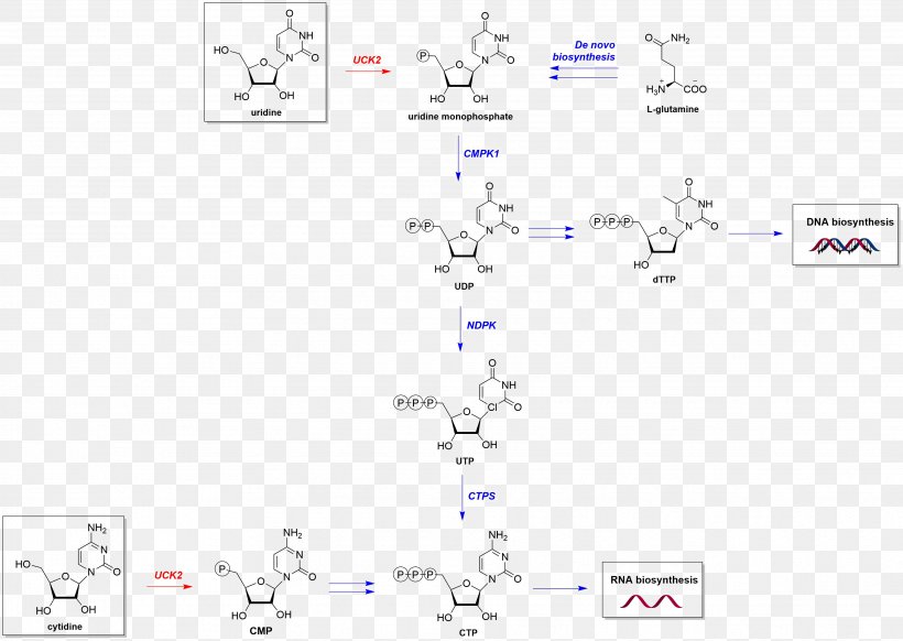 UCK2 Metabolic Pathway Chemical Reaction Catalysis Nucleotide Salvage, PNG, 3656x2597px, Watercolor, Cartoon, Flower, Frame, Heart Download Free