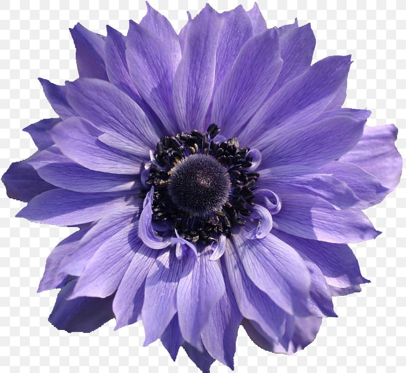 Violet Download, PNG, 817x754px, Violet, Anemone, Annual Plant, Aster, Blog Download Free