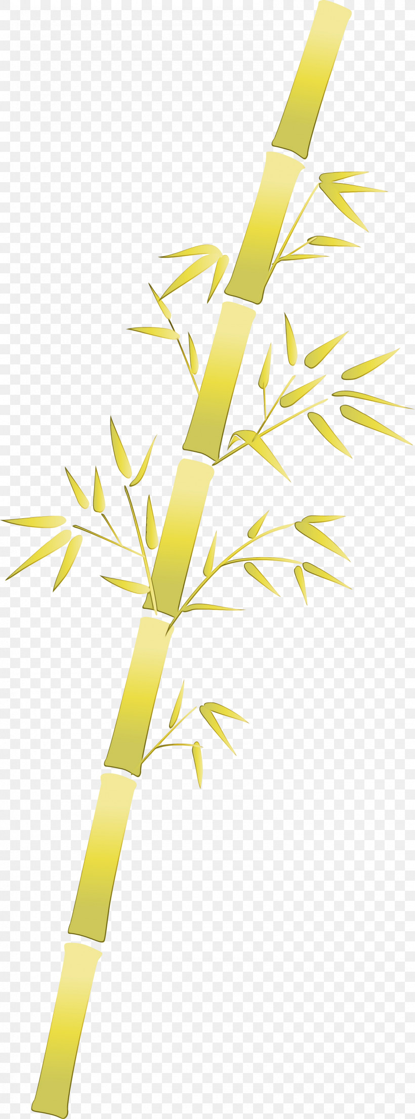 Yellow Leaf Line Branch Plant, PNG, 1586x4277px, Bamboo, Branch, Flower, Grass, Grass Family Download Free