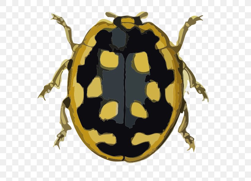 Beetle Graphic Design Coccinella Animal, PNG, 598x591px, Beetle, Amphibian, Animal, Coccinella, Fauna Download Free