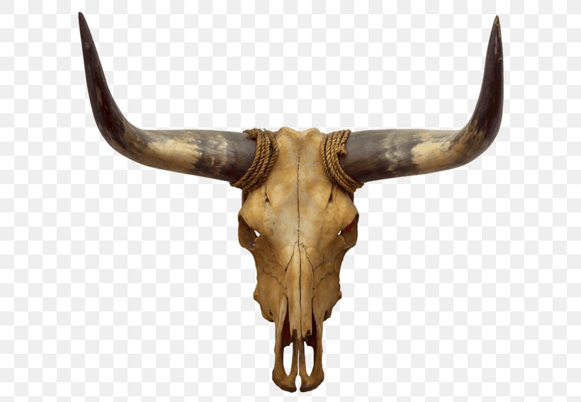 Cattle Bull Stock Photography Vector Graphics Image, PNG, 640x568px, Cattle, Bull, Cattle Like Mammal, Horn, Istock Download Free
