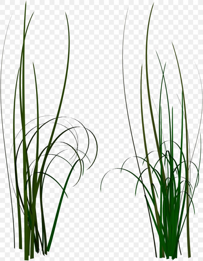 Clip Art, PNG, 994x1280px, Grass, Animation, Chives, Commodity, Flora Download Free