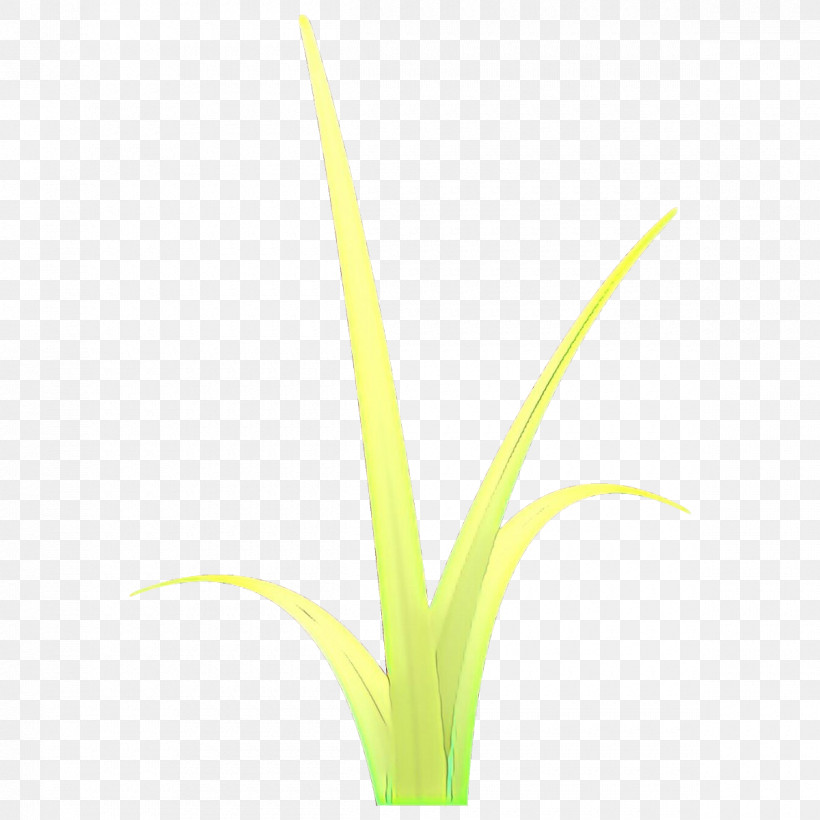 Flower Plant Grass Family Terrestrial Plant Grass, PNG, 1200x1200px, Flower, Grass, Grass Family, Plant, Plant Stem Download Free