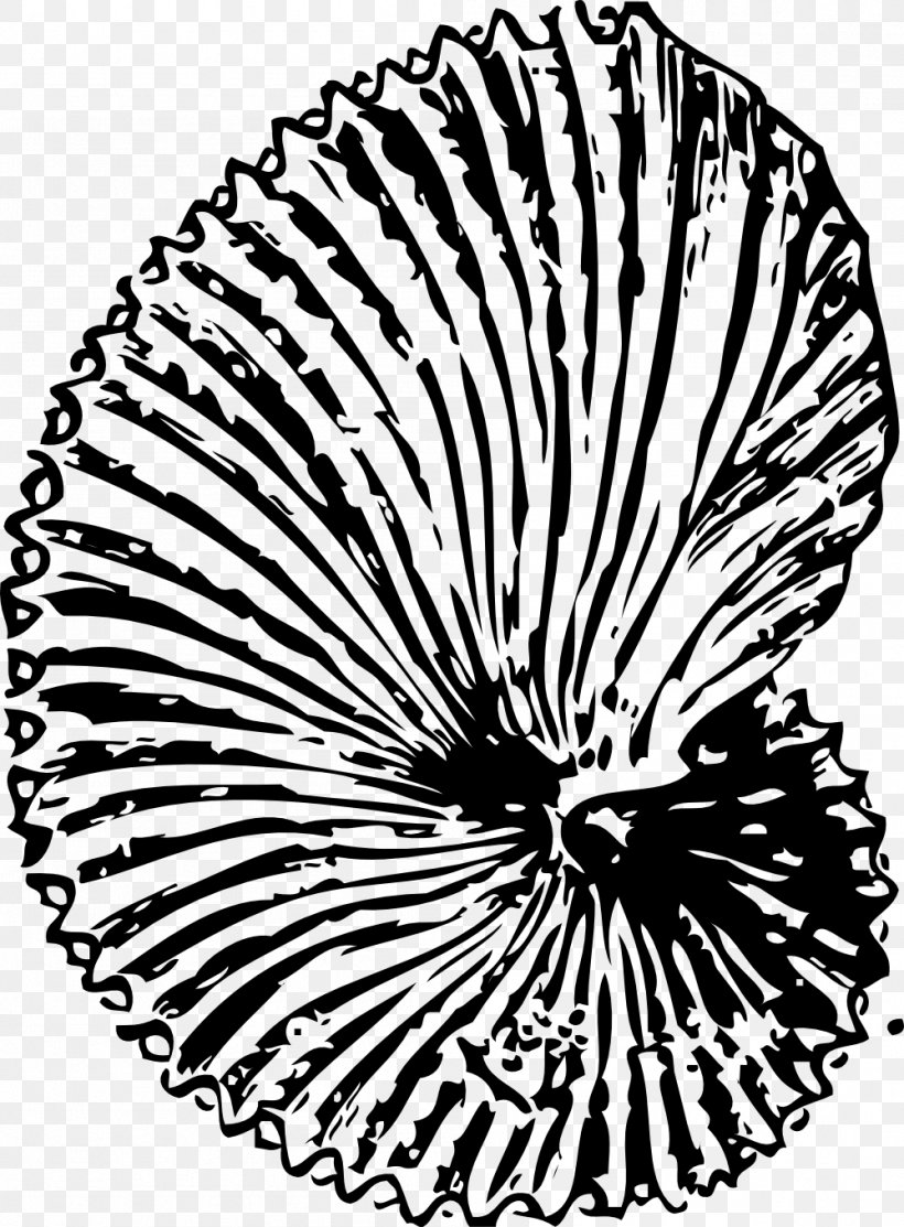 Fossil Seashell Ammonites Coloring Book Clip Art, PNG, 999x1356px, Fossil, Ammonites, Black And White, Color, Coloring Book Download Free